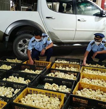 Vận chuyển gia cầm trái phép qua biên giới
